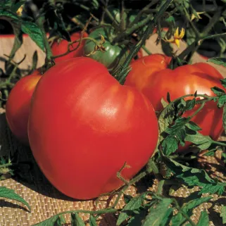 Tomate Coeur de Boeuf