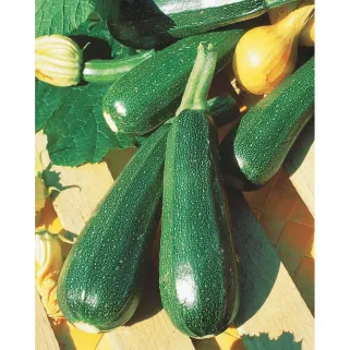 Courgette Verte non coureuse (3g)