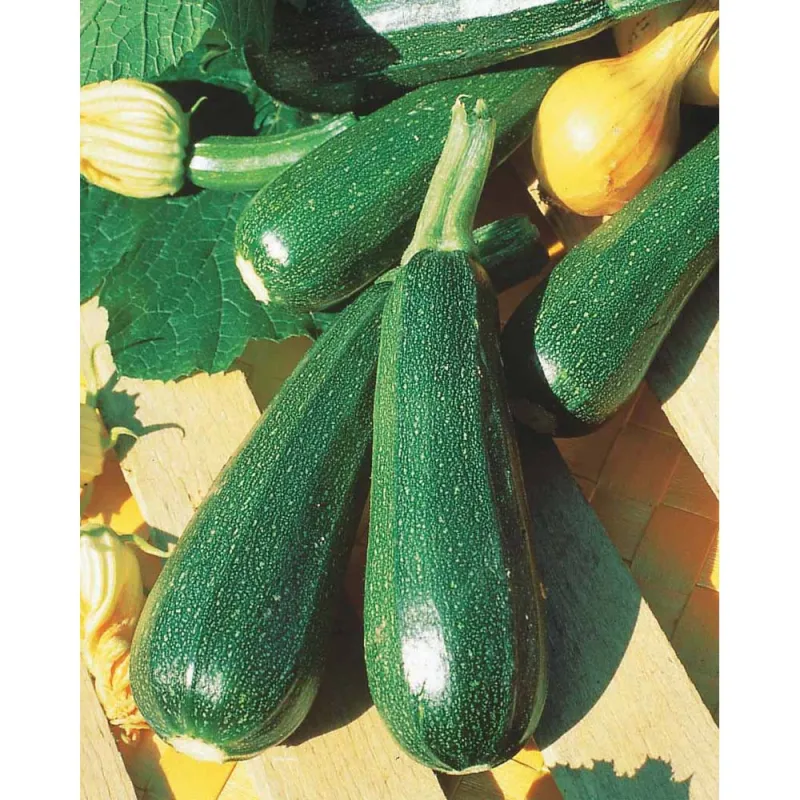 Courgette Verte non coureuse (3g) Courgette Verte non coureuse (3g)