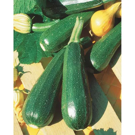Courgette Verte non coureuse (3g)