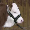 Licol pour veau réglable