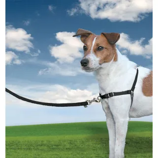 Harnais chien EasyWalk noir