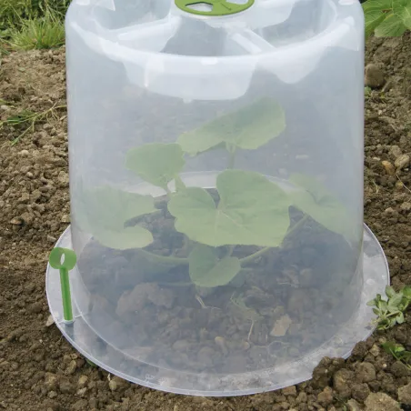 Cloches de forçage polypropylène translucide lot de 3 spécial salade Cloches de forçage polypropylène translucide lot de 3 spécial salade