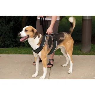 Harnais chien EasySport(TM)