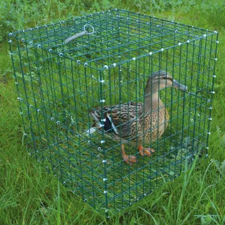 Cage pour chanteuse