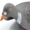 Pigeon ramier en coquille léger à l'unité