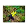 Gilet de protection Pro cano light structure ripstop anti perforation