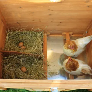 Poulailler Easyfarm 2 poules