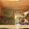Poulailler Easyfarm 2 poules