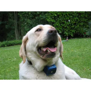 Collier anti-aboiement pour gros chien "Canicalm"