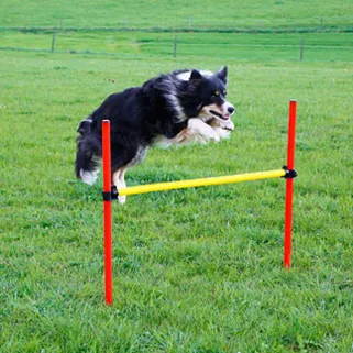 Kit complet d'agilité pour chien Agility en 3 parties