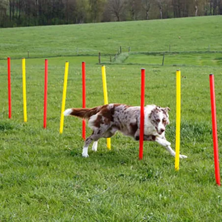 Kit complet d'agilité pour chien Agility en 3 parties