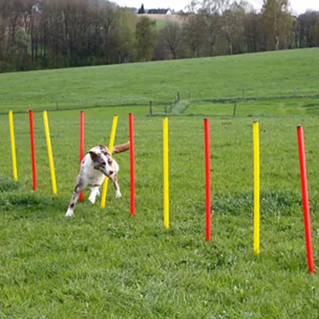 Kit complet d'agilité pour chien Agility en 3 parties