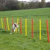 Kit complet d'agilité pour chien Agility en 3 parties