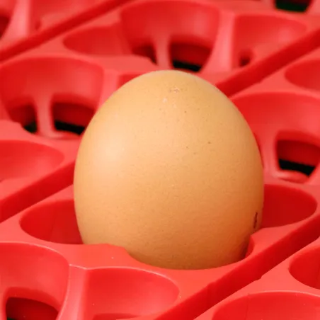 Couveuse Automatique 49 oeufs Biomaster Egg Tech 49 Couveuse Automatique 49 oeufs Biomaster Egg Tech 49
