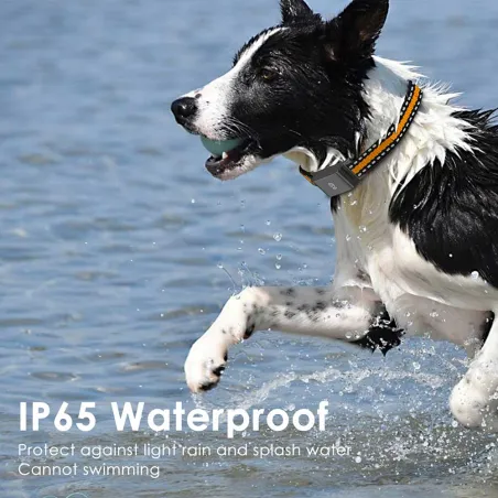 Collier traceur GPS 4G pour animaux - IP65 - Application gratuite
