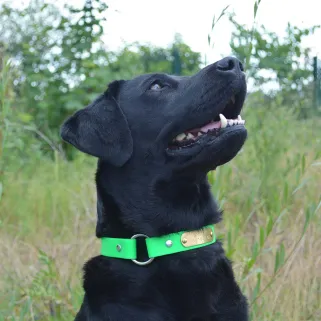 Collier à graver sur plaque BETA Vert Fluo 55 cm