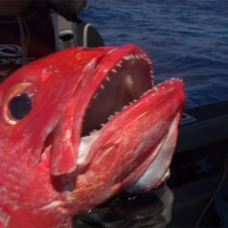 Lot 2 DVD: Pêche des profondeurs