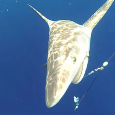 Lot 2 DVD: Pêche des profondeurs