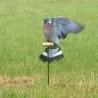 Rouleau électrique pour pigeons