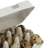 Lot de 585 boites oeufs caille carton de 18 oeufs