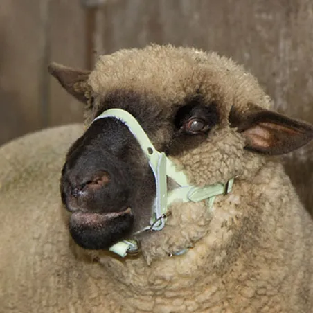 Licol pour mouton ou bélier en cuir