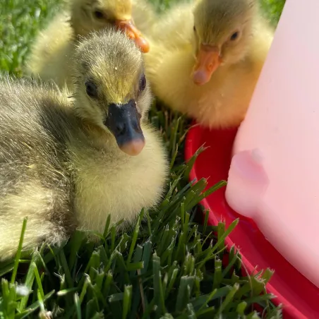 Abreuvoir siphoïde 10 L plastique 