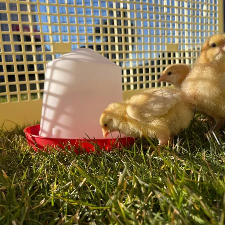 Abreuvoir siphoïde 10 L plastique 