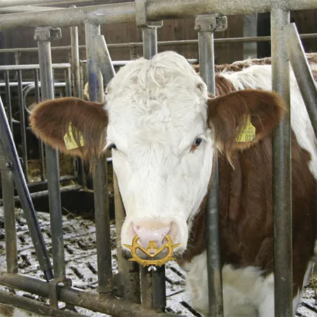 Lot de 2 anti-têteurs Müller veaux 3 tailles