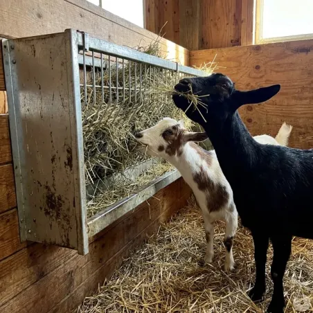 Mangeoire Ratelier mural ovins caprins 207 x 32 x 60 cm