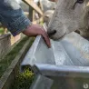 Mangeoire linéaire galvanisée moutons brebis chèvres