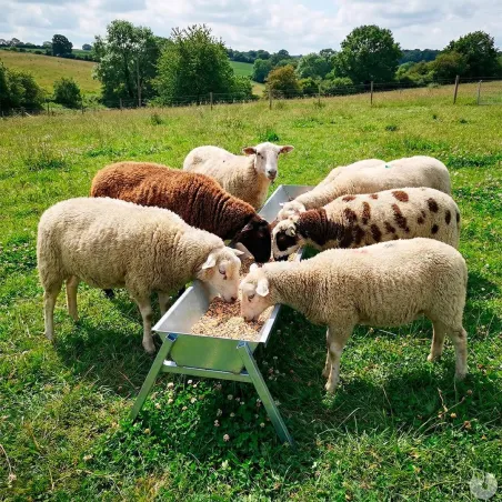 Mangeoire linéaire galvanisée moutons brebis chèvres