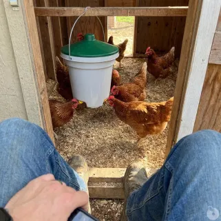 Abreuvoir seau 3 pipettes volailles 12L avec kit suspension 