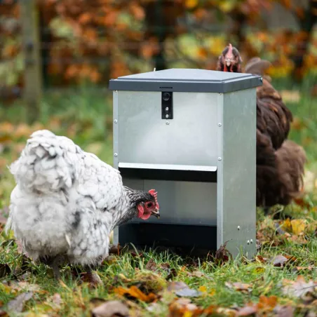 Mangeoire à trémie galvanisée 5 kg pour volailles et canards