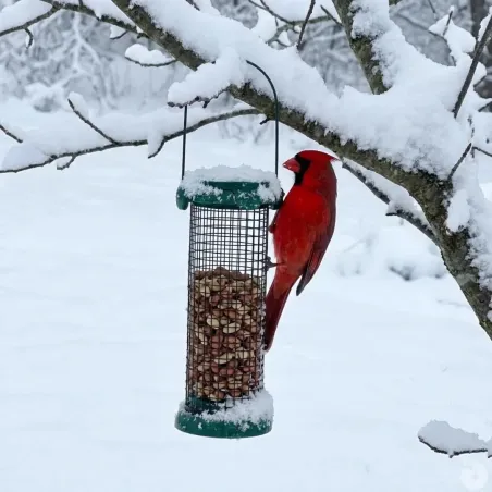 Mangeoire oiseaux métal Ø9x20cm distributeur graines jardin
