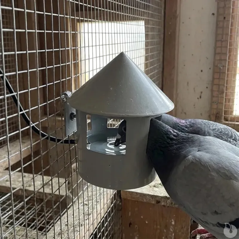 Abreuvoir automatique à grit pour pigeon Diam. 22