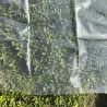 Voile de croissance semi-transparent 2,5x10m pour protection des cultures