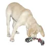 Jeu chien Corde nouée 4 tailles de 20 à 48 cm