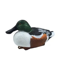 Appelant Souchet mâle HD 37 x 18cm