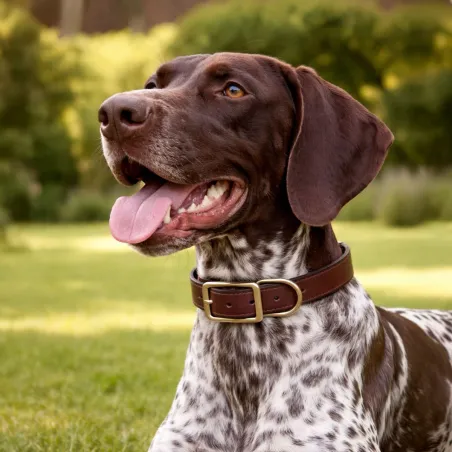 Collier cuir noisette 4 tailles
