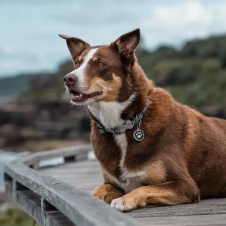 Médaille en Acier Inoxydable Gravée - RedDingo - Ø 3 cm - Patte Noire