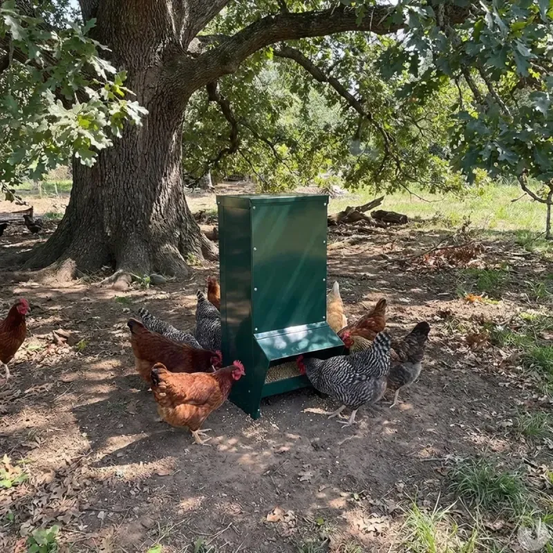 Mangeoire trémie galvanisée verte anti gaspillage 15 kg