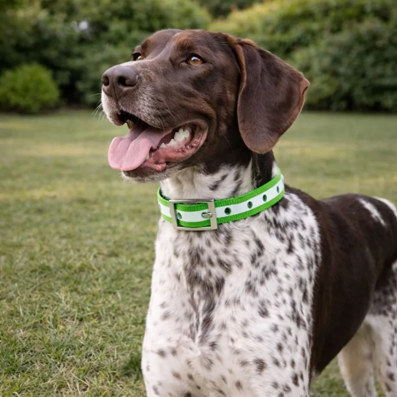 Collier phosphorescent vert Stepland® – 45 cm chien