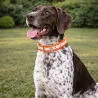 Collier phosphorescent orange Stepland® – 45 cm chien