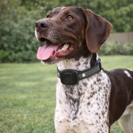 Collier anti-fugue 480 m DE 10 taille ajustable noir USB