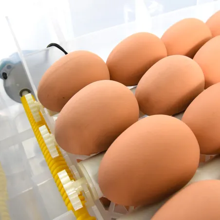 Couveuse automatique Couvitech SP-120 - 120 oeufs idéale débutant incubation