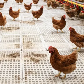 Caillebotis Volaille Blanc 50cm x 1m maille 20 x 20 mm