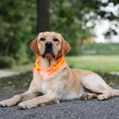 Collier pour chien à LED rechargeable USB