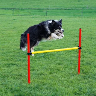 Kit complet d'agilité pour chien Agility en 3 parties