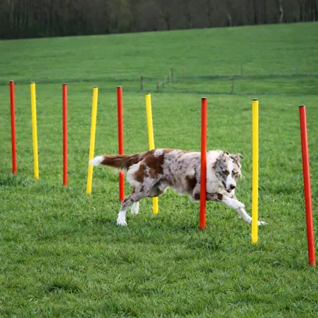 Kit complet d'agilité pour chien Agility en 3 parties